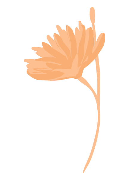 PHS-CHICOREE-picto_couleur.png