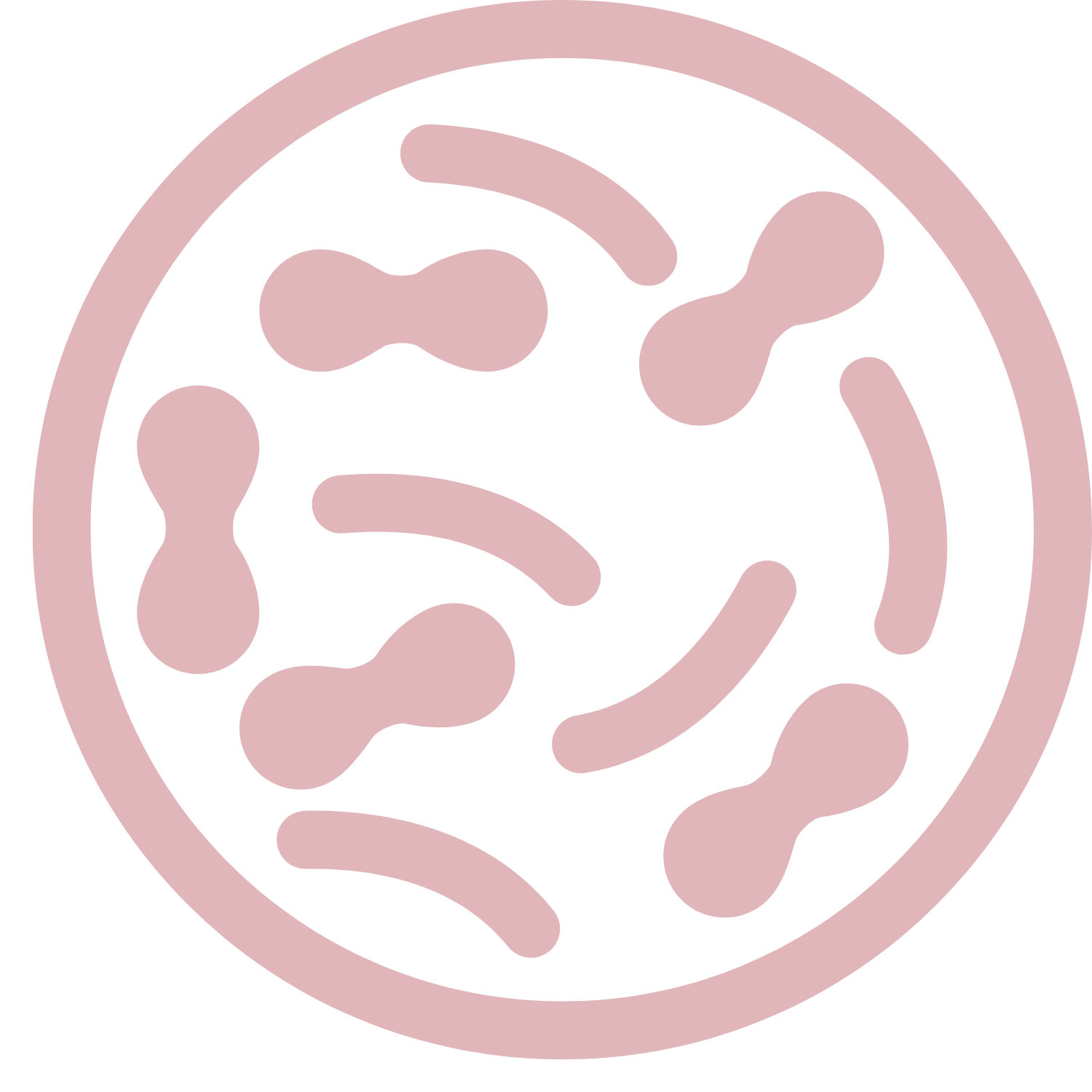 ILLUSTRATION FENOUIL ROSE.png