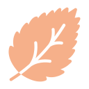 PHS-CHICOREE-picto_couleur.png